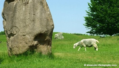 One of the Avebury standing stones in a grassy pasture with a lamb grazing nearby.