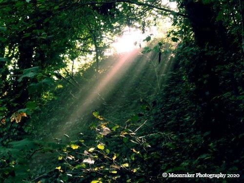 Photograph focused on the light streaming through the foliage in the middle of the woods.