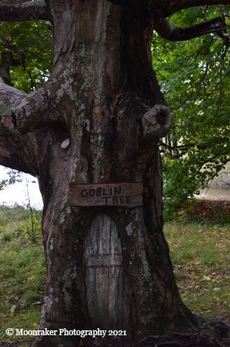 A gnarled tree with a sign reading 
