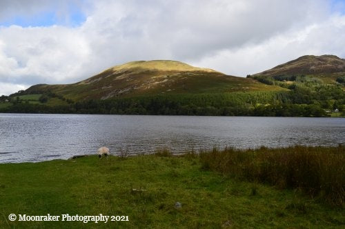 A view across the top end of Loweswater lake, towards the hills. Obligatory sheep also included