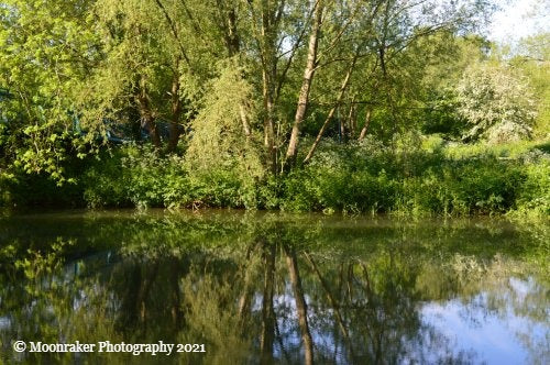 A perfect reflection of a riverbank