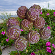 Pink and gold rose-shaped soap