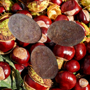 Oval brown and gold swirled soap on a background of chestnuts