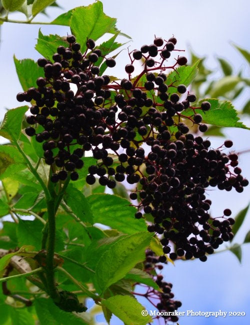 Photograph of a close-up cluster of elderberries on a branch, surrounded by bright green leaves.