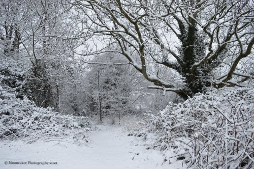 Fairy Wood in Winter
